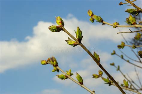 A close-up of buds on a branch