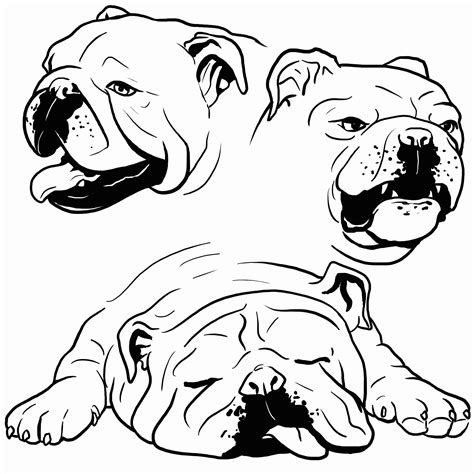 Bulldog Coloring Page