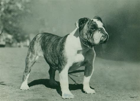 Bulldog obituary 2