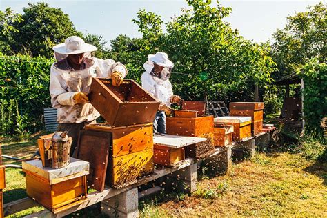 Bumble bee apiary