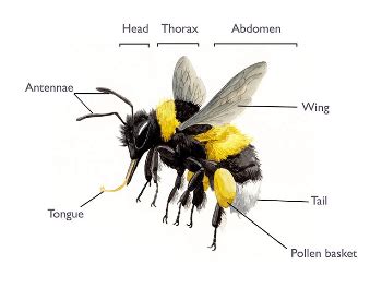 Bumble bee facts