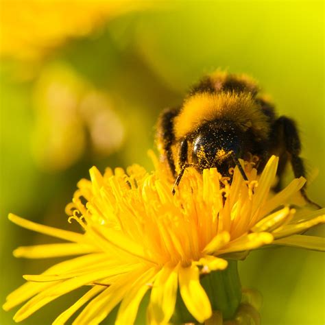 Bumble bee flower