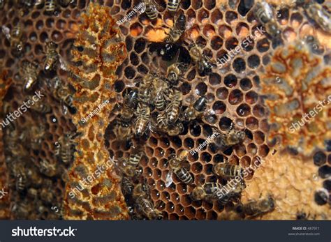 Bumble bee hive