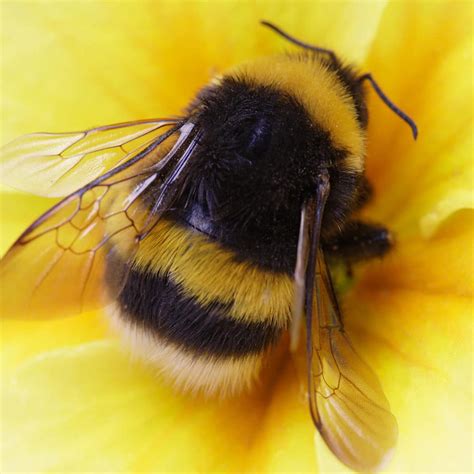 Bumble bee importance