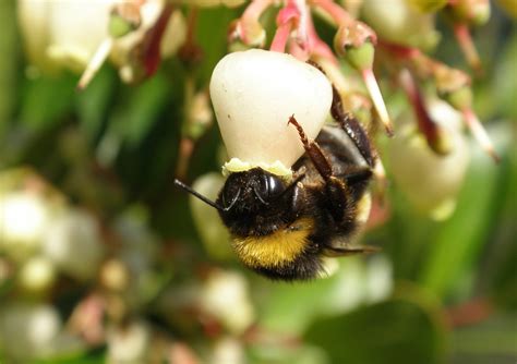 Bumble bee pollination