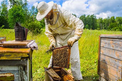 Bumblebee with a beekeeper