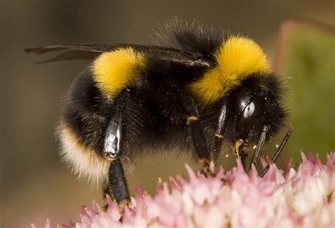 Bumblebee conservation