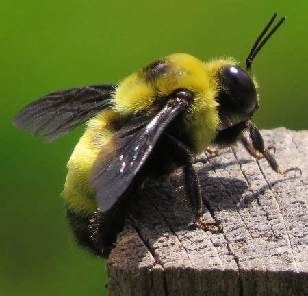 Bumblebee habitat preservation