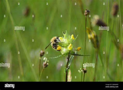 Bumblebee in a meadow