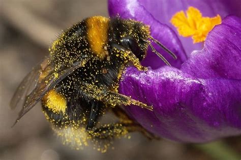 Bumblebee pollination