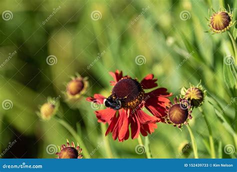 Bumblebee on a sunny day