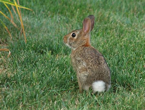 Bunny with Cotton Ball Tail Template