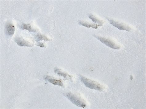 Bunny Track Counting Game