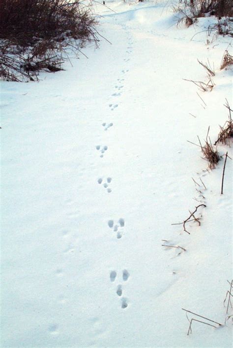 Bunny Tracks Literacy