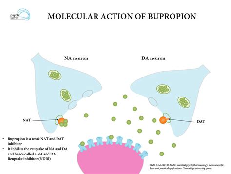 Bupropion Mechanism