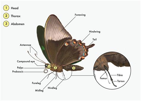 Butterfly body coloring sheet