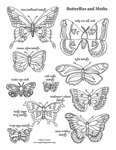 Butterfly conservation coloring page