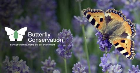 Butterfly conservation efforts