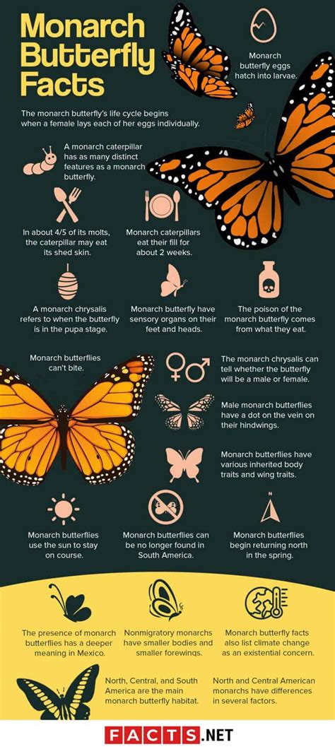 Butterfly facts and trivia