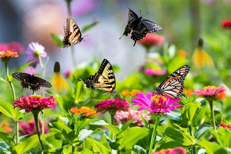 Butterfly garden with flowers