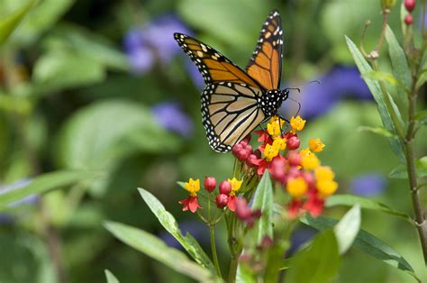 Butterfly habitat coloring sheet