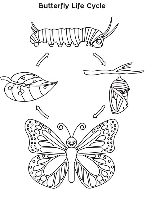 Butterfly life cycle coloring page