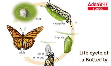 Butterfly life cycle diagram