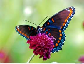 Butterfly pictures and photos