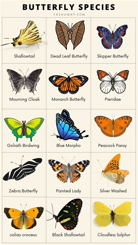 Butterfly species and types