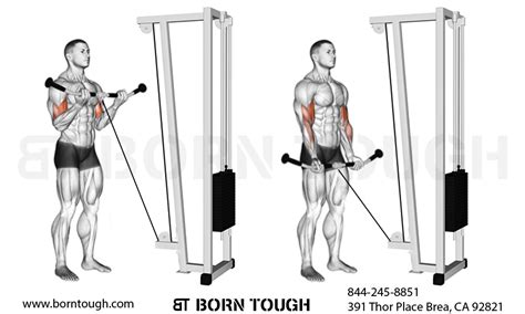 Cable bicep curl exercise