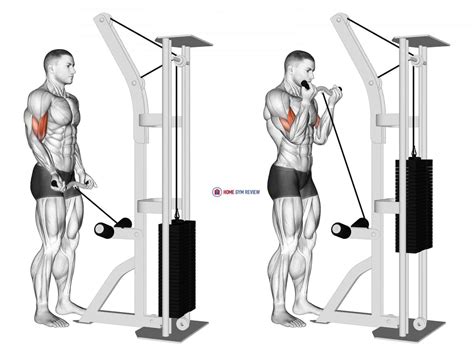 Cable bicep curl exercise gallery image 4