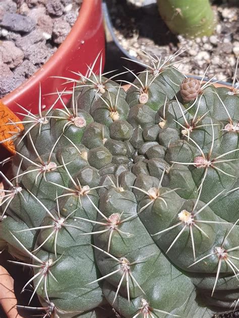 Cactus Embroidery Pattern