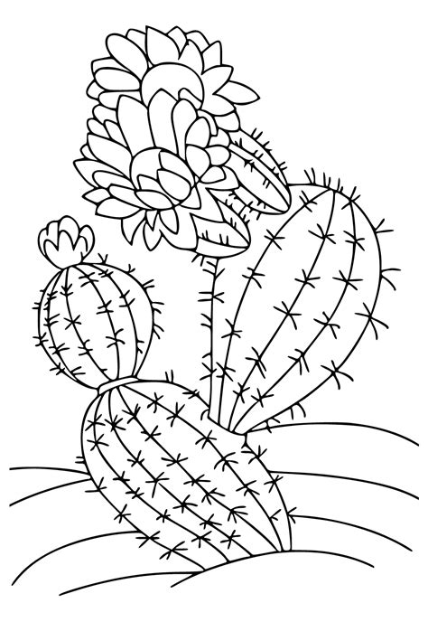 Cactus flower coloring page