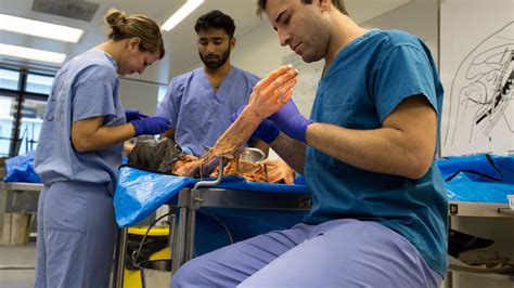 Image of cadaver human donation