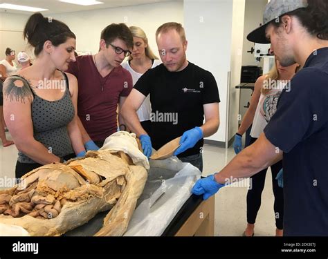 Image of cadaver human education