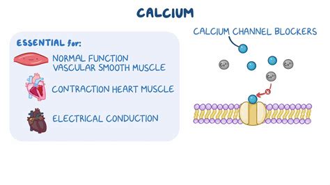 Calcium channel blocker diagram