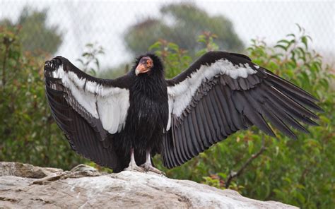 California Condor