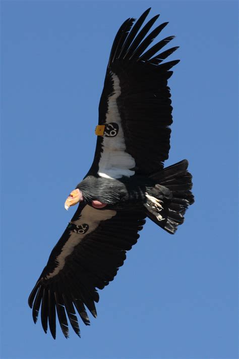 California Condor Gallery