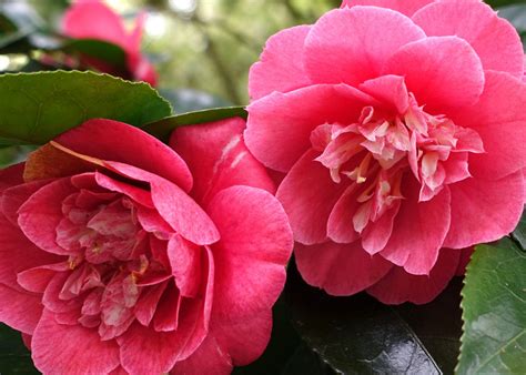 Camellia flower