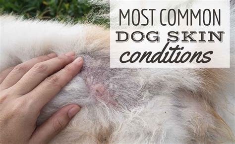 Canine Skin Conditions