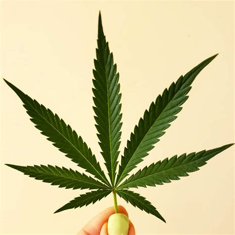 Cannabis Leaf