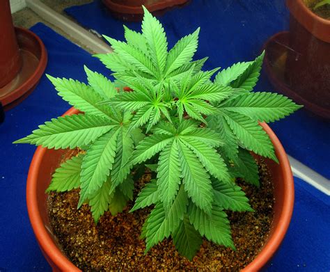 Cannabis Plant