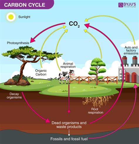 Carbon cycle process