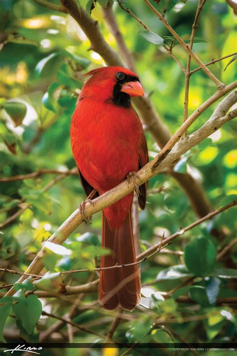 Cardinal Bird in a Bush