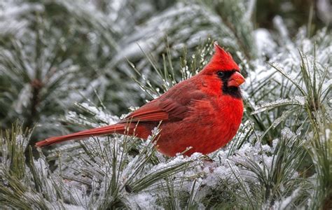 Cardinal Bird in the Snow