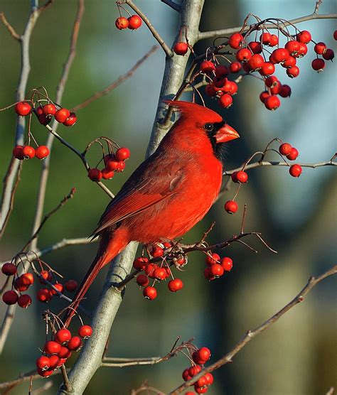 Cardinal Bird Perched on a Branch