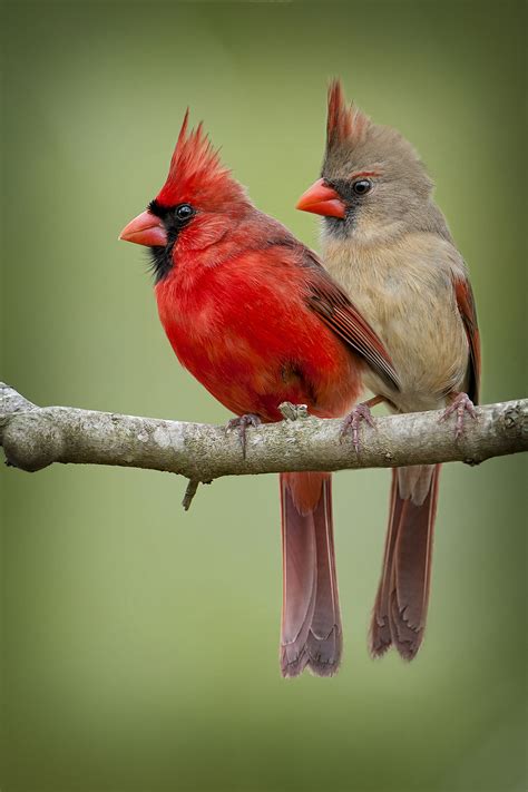 Cardinal Bird on a Rope