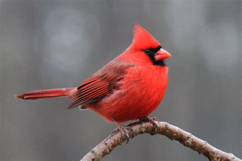 Cardinal Bird on a Tree