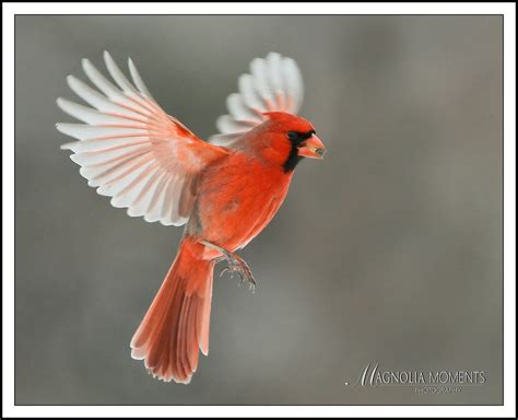 Cardinal in Flight