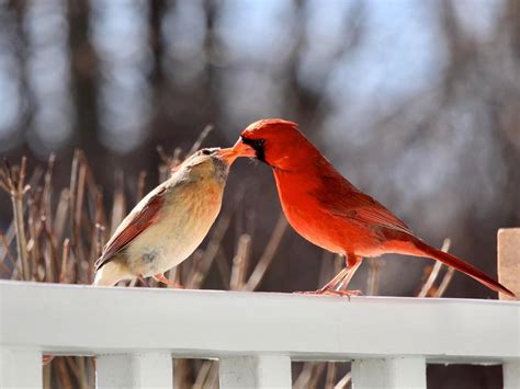 Cardinal Pair on a Rope